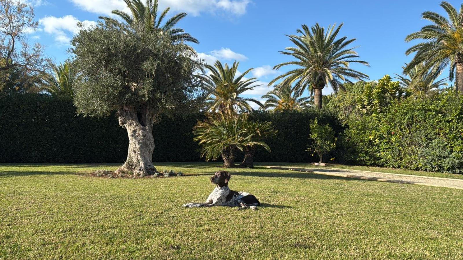 La Calma Espectacular Villa Con Jardin Y Piscina En Menorca S'Algar Bagian luar foto
