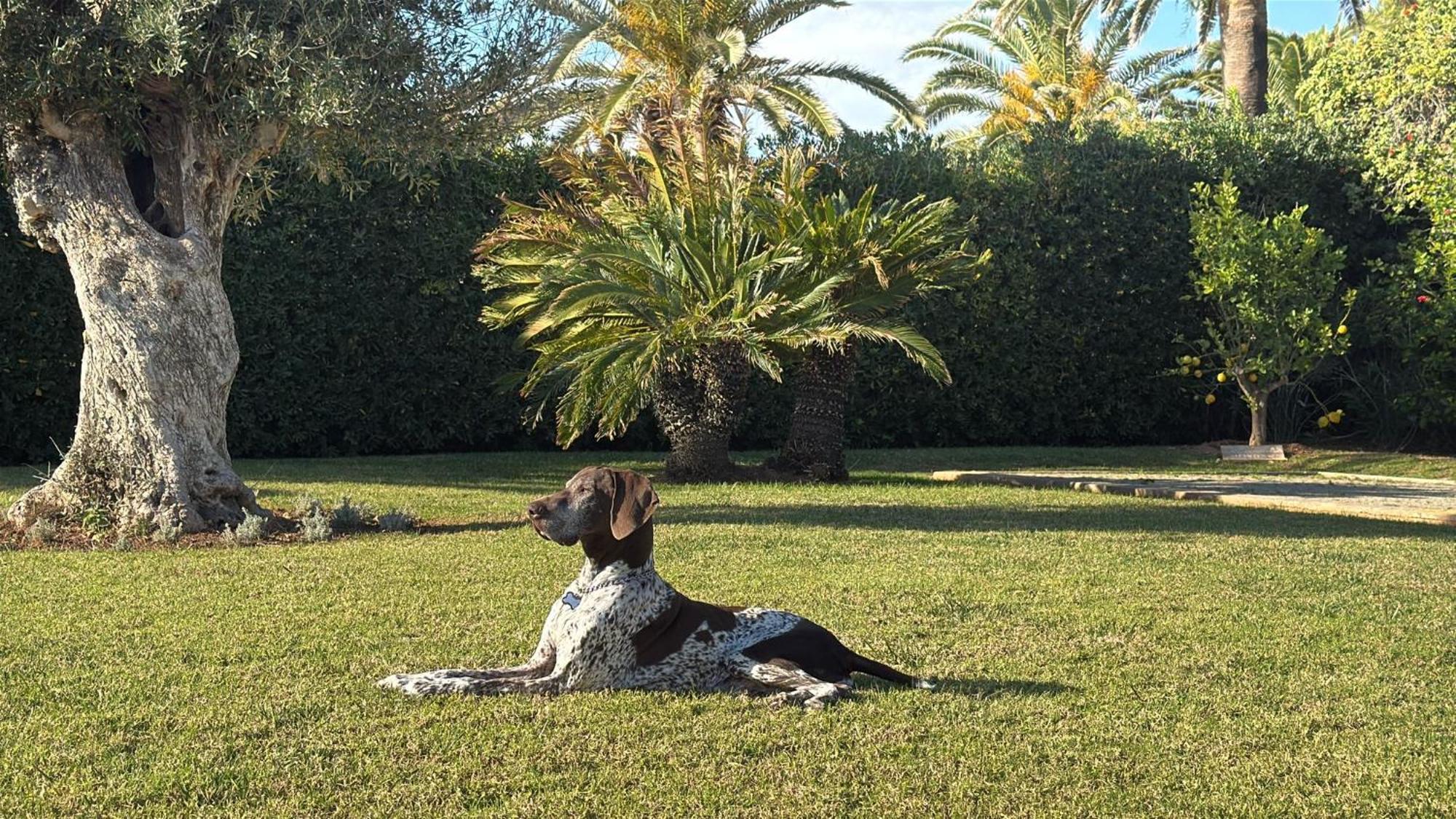 La Calma Espectacular Villa Con Jardin Y Piscina En Menorca S'Algar Bagian luar foto